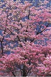 THQ即时战略游戏《风暴崛起》限时推出试玩Demo